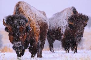 Winter Best Landscape And Wildlife Photos